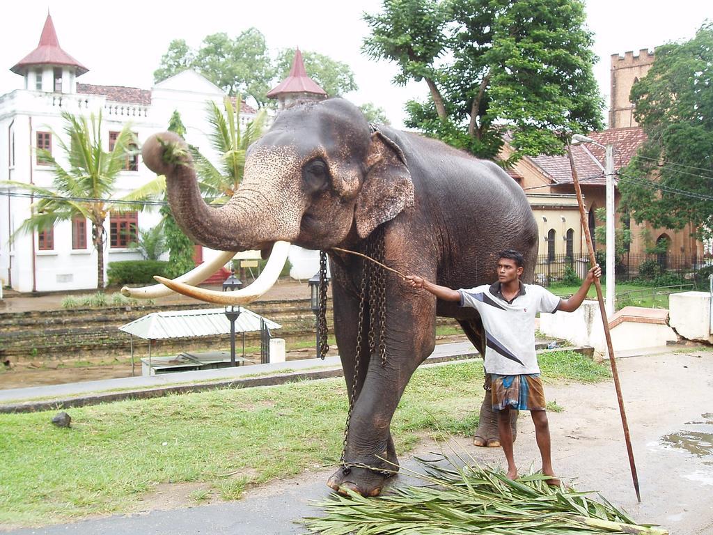 Strathisla Tea Estate Bungalow Matale Zewnętrze zdjęcie