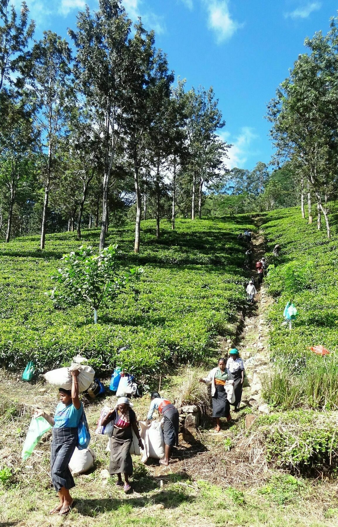 Strathisla Tea Estate Bungalow Matale Zewnętrze zdjęcie
